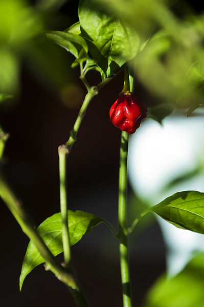 Naga2 600px.jpg - Naga Morich